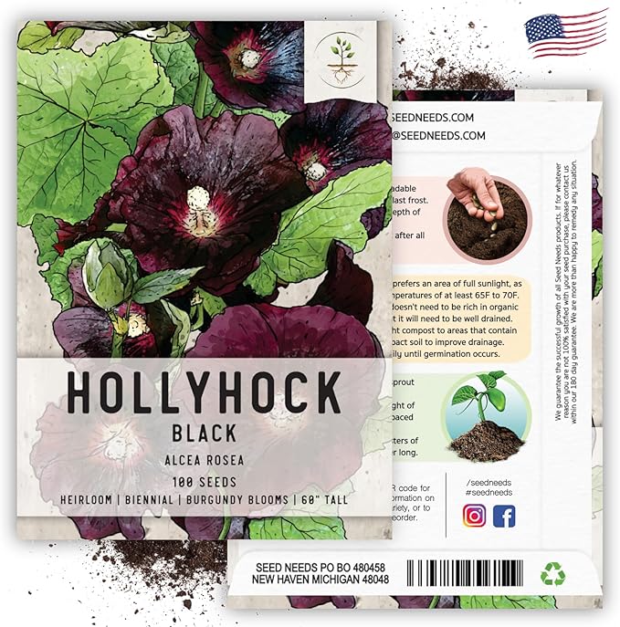 Seed Needs, Black Hollyhock Seeds - 100 Heirloom Seeds for Planting Alcea rosea - Great for Gothic Gardens, Open Pollinated Biennial That Attracts Pollinators (2 Packs)