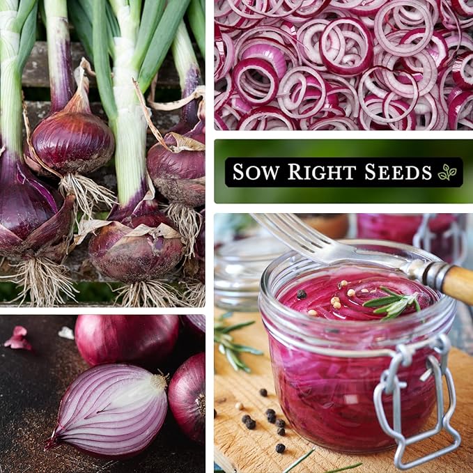 Sow Right Seeds - Red Creole Onion Seeds for Planting - Non-GMO Heirloom Packet with Instructions to Plant a Home Vegetable Garden - Grow Classic Purple Onions, Essential for Cooking (1)