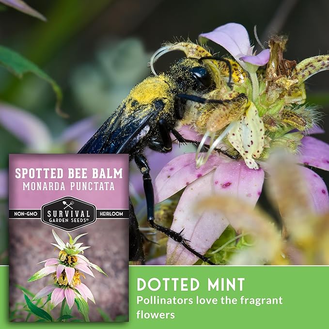 Survival Garden Seeds - Spotted Bee Balm Seed for Planting - 3 Packs with Instructions to Plant & Grow Monarda Punctata Your Home Herb Garden - Dotted Mint Wildflower Non-GMO Heirloom Variety