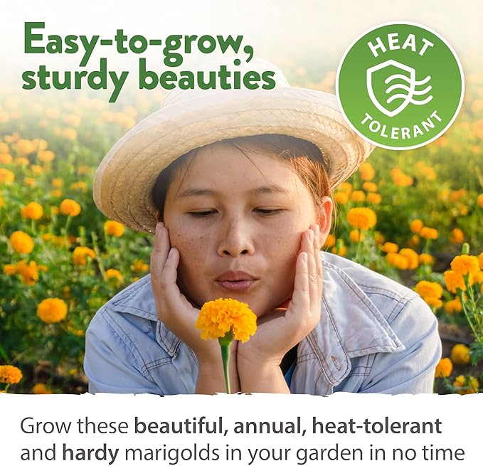 HOME GROWN Marigold Seeds Bulk Mix - 5600+ Crackerjack Marigold Flower Seeds for Planting Outdoors - Flowers Seed for Companion Planting - Wildflower African Marigold Seeds (Tagetes erecta)