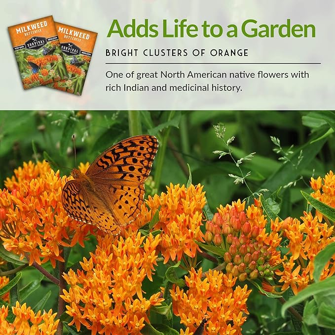 Butterfly Milkweed Seeds for Planting - 5 Packs with Instructions to Grow Asclepias Tuberosa - Attract Butterflies & Help Conservation - Non-GMO Heirloom Open-Pollinated - Survival Garden Seeds