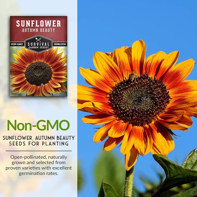 Survival Garden Seeds - Autumn Beauty Sunflower Seed for Planting - 3 Packs with Instructions to Plant and Grow Beautiful and Colorful Flowers in Your Home Vegetable Garden - Non-GMO Heirloom Variety