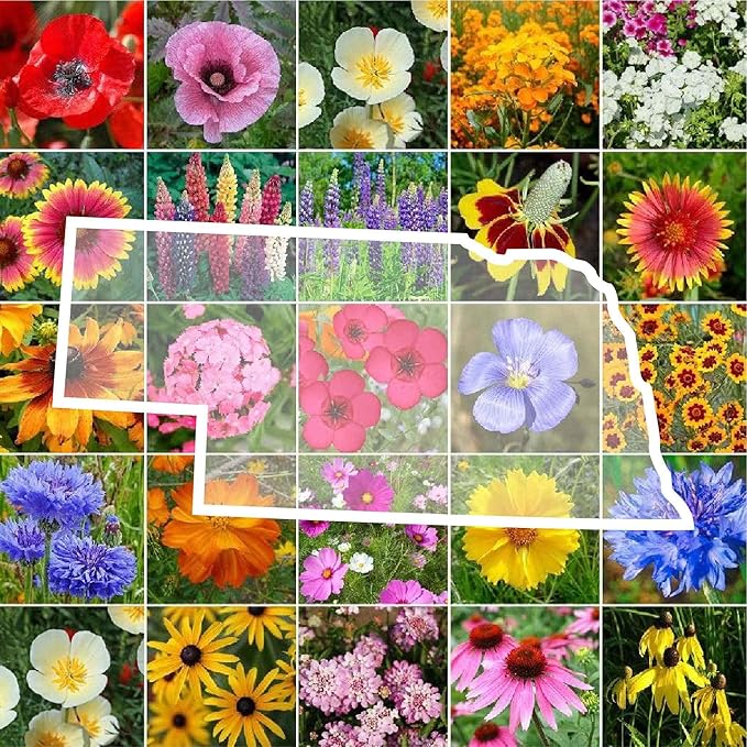 Eden Brothers Nebraska Wildflower Mixed Seeds for Planting, 1 lb, 480,000+ Seeds with Candytuft, Blanket Flower | Attracts Pollinators, Plant in Spring or Fall, Zones