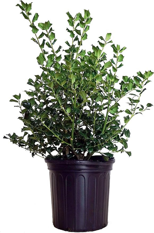 Ilex X meserveae 'China Girl' (Holly) Evergreen, 2 - Size Container