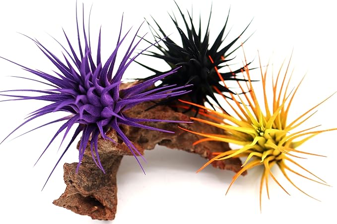Live Extra Large Tillandsia Ionantha Guatemala Colorful Air Plant 3+ inch Enhanced Color Easy Care Indoor Outdoor Home Decor Gift Airplant by Awesome Industries (Sunrise XL)