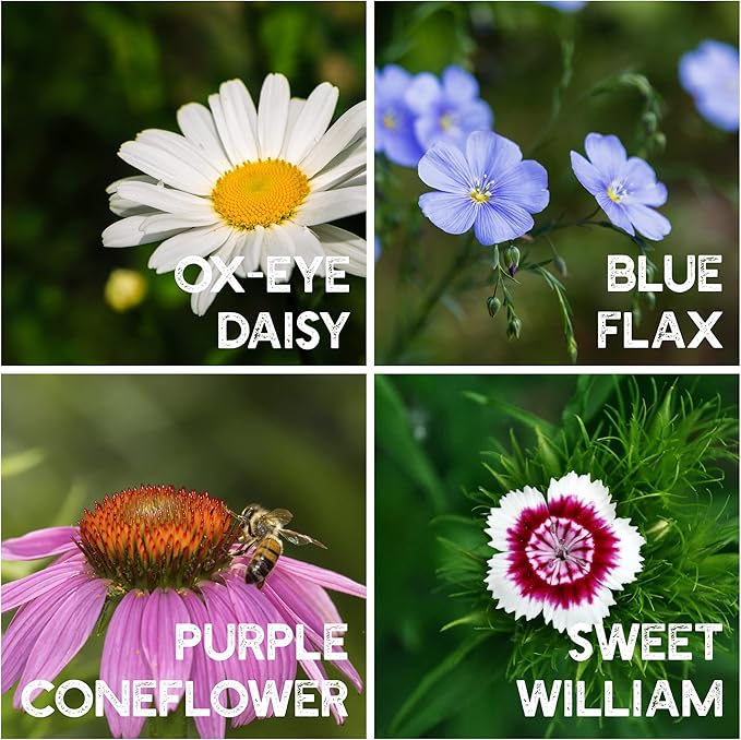 All Annual Wildflower Seeds Mix – 1 lb, 16,000+ Seeds – 21 Flower Varieties Including Poppy, Indian Blanket, Flax – Attracts Pollinators – Bulk Wildflower Seed for Planting