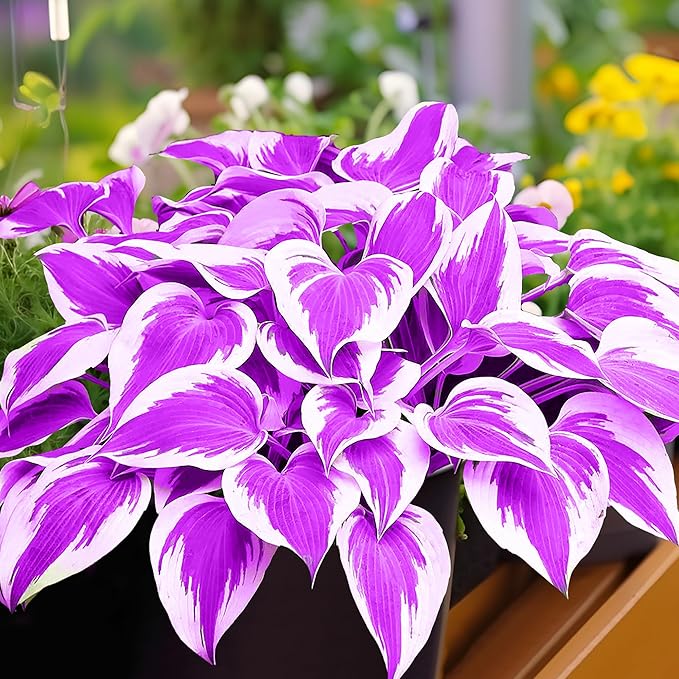 Purple Hosta Seeds Perennial Hosta Plants Seeds for Planting Outdoor Garden Low Maintenance 200Pcs