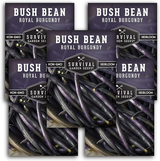 Survival Garden Seeds - Royal Burgundy Bean Seed for Planting - 5 Packs with Instructions to Plant and Grow Stringless Purple Bush Beans in Your Home Vegetable Garden - Non-GMO Heirloom Variety