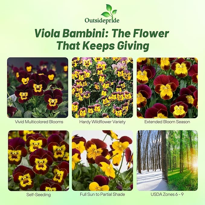 Outsidepride 2000 Seeds Perennial Viola Bambini Flower Seed Mix for Planting
