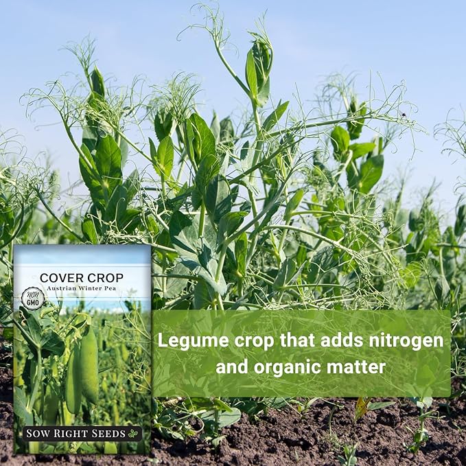 Sow Right Seeds - Austrian Winter Peas for Planting - Cover Crops to Plant in Your Home Vegetable Garden - Enriches and Fixes Soil - Adds Organic Matter - Non-GMO Heirloom Seeds - Great Gardening Gift