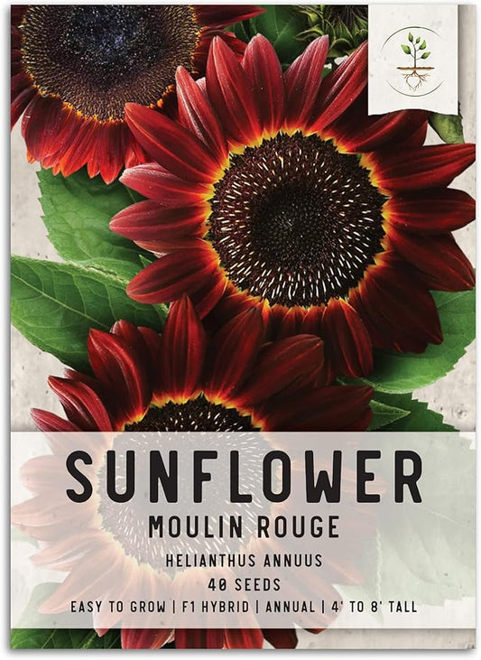 Seed Needs Moulin Rouge Sunflower Seeds for Planting - F1 Hybrid Deep Burgundy Red Flowers Perfect for Bouquets & Floral Arrangements as a Cut Flower (1 Pack)