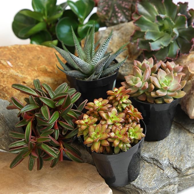 Altman Plants Pet Friendly Plant Pack (6PK) Real Succulents, Pet Safe Plants & Succulent Plants, Live Succulents, Pet Friendly Plants, Live Plants & House Plants in 3.5" Pots with Succulent Soil Mix