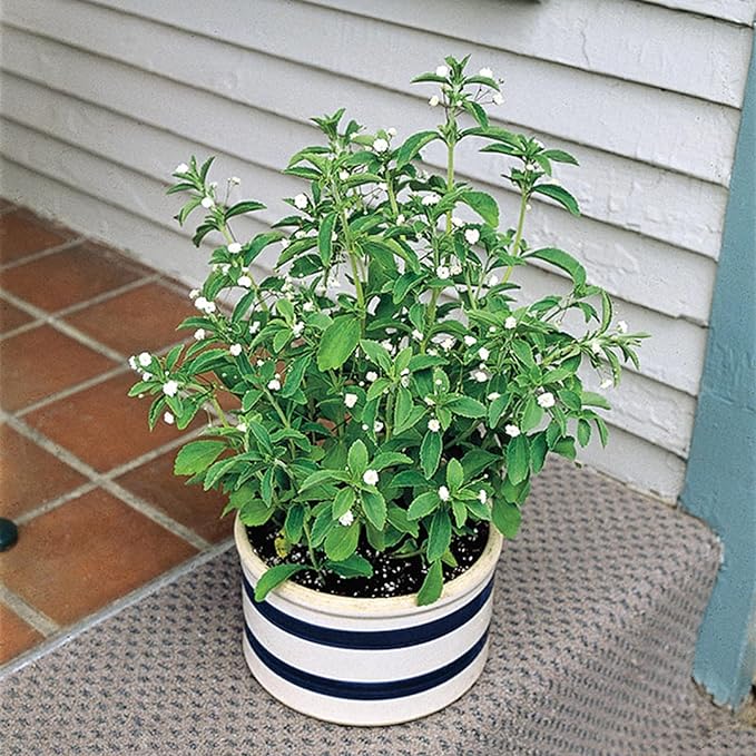 CHUXAY GARDEN Stevia Rebaudiana Seed 200 Seeds Garden Stevia Edible Seasoning Culinary Plants High Yield Flourishing Spectacular Display