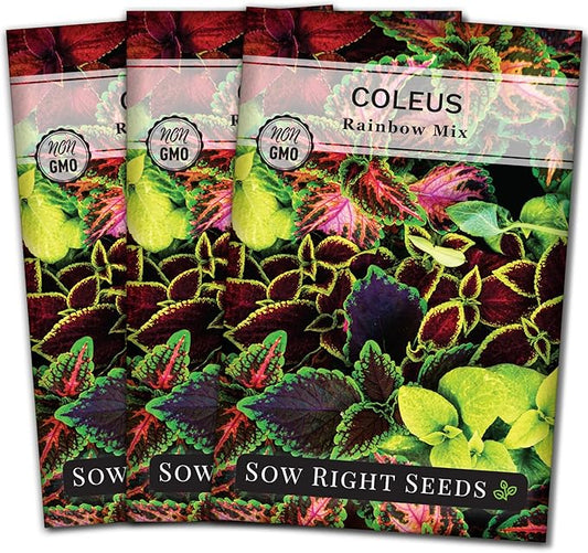 Sow Right Seeds - Coleus Rainbow Mix Seeds for Planting - Beautiful Flowers to Plant in a Home Garden - Indoors or Outdoors - Non-GMO Heirloom Seeds - Attractive & Colorful - Great Gardening Gift (3)