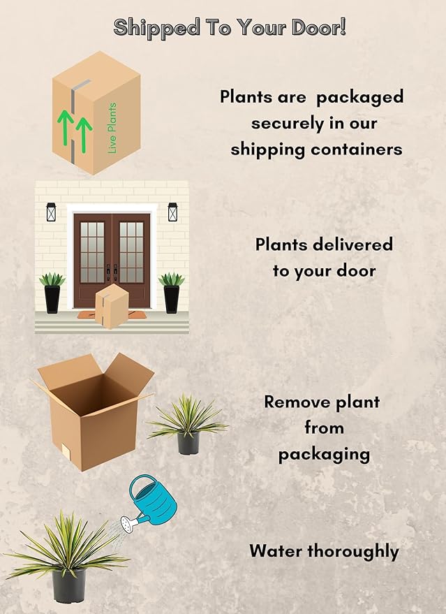 Shrub Color Guard Yucca, 2.25 Gal, Creamy White and Dark Green