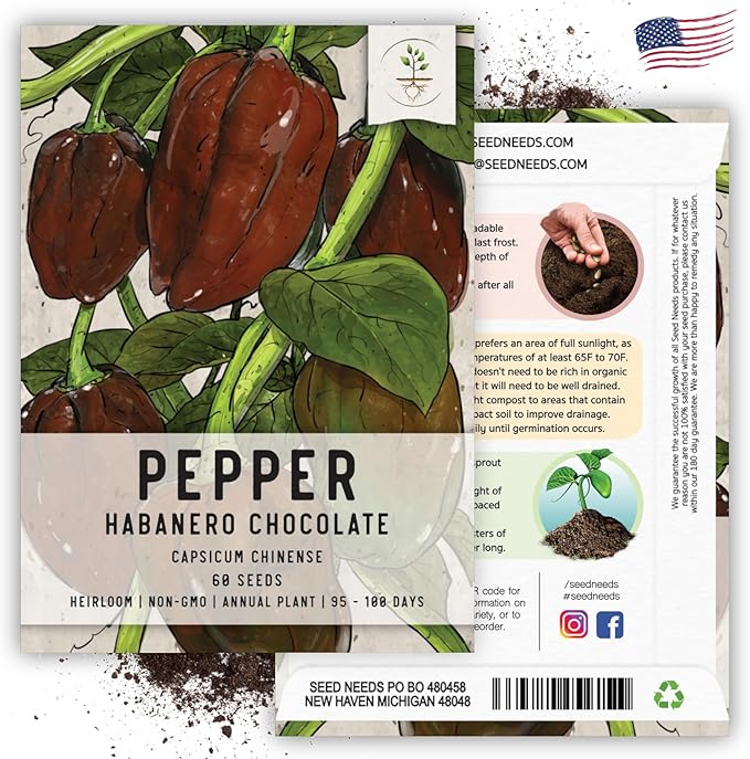 Seed Needs, Chocolate Habanero Pepper Seeds - 60 Heirloom Seeds for Planting Capsicum chinense - 100,000 to 350,000 Scoville Units, Non-GMO & Untreated (1 Pack)