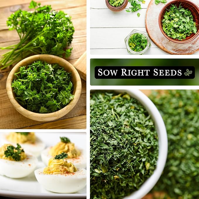Sow Right Seeds - Curly Leaf Parsley Seed for Planting - Non-GMO Heirloom Packet with Instructions to Plant and Grow a Kitchen Herb Garden - Indoor or Outdoor - Great for Hydroponics Growing (2)