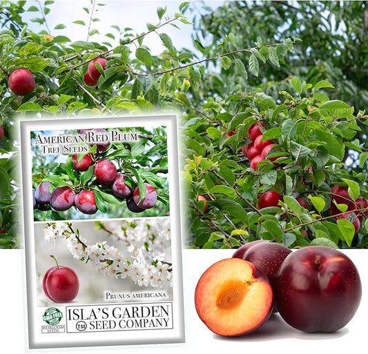 American Red Plum Tree Seeds for Planting, 5 Fruit Seeds Per Packet, (Isla's Garden Seeds), Non GMO & Heirloom Seeds, Botanical Name: Prunus Americana, Great Home Garden Gift