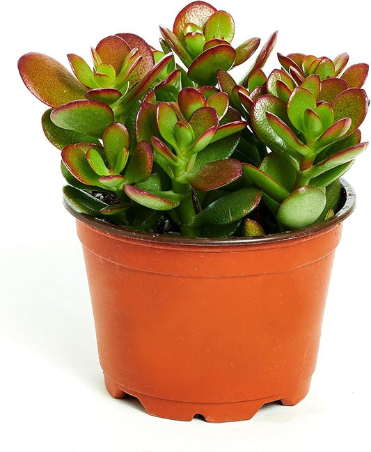 Shop Succulents | Crassula Ovata 'Jade Plant', Hand Selected for Health, Size & Readiness, 4" Pot