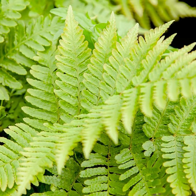 PERFECT PLANTS Autumn Fern Live Plant, Includes Care Guide