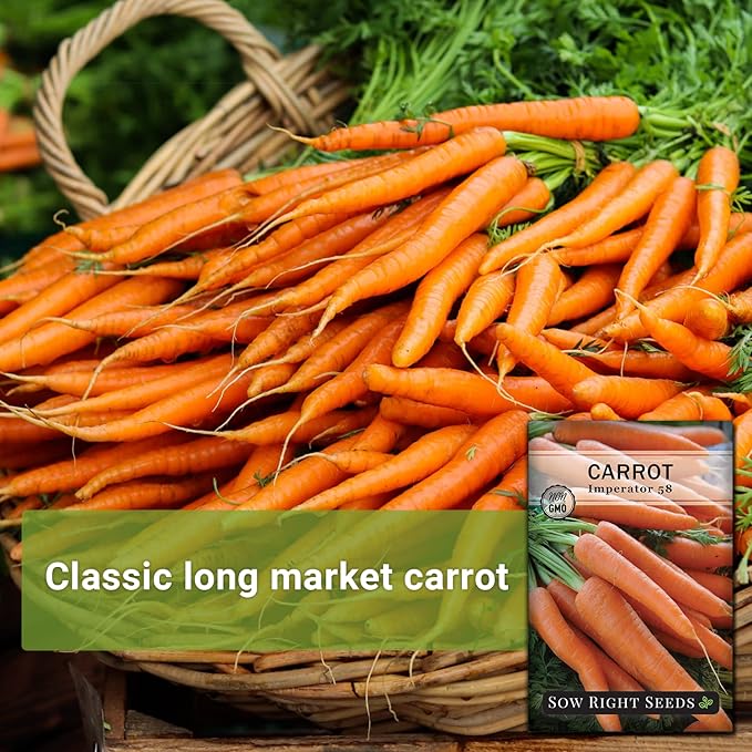 Sow Right Seeds - Imperator 58 Carrot Seed for Planting - Non-GMO Heirloom Packet with Instructions to Plant a Home Vegetable Garden - Indoors or Outdoors - Long Variety, Super Sweet (1)