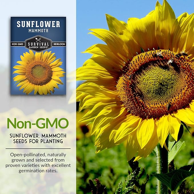 Survival Garden Seeds - Mammoth Sunflower Seed for Planting - 2 Packs with Instructions to Plant and Grow Enormous Colorful Flowers in Your Home Flower or Vegetable Garden - Non-GMO Heirloom Variety