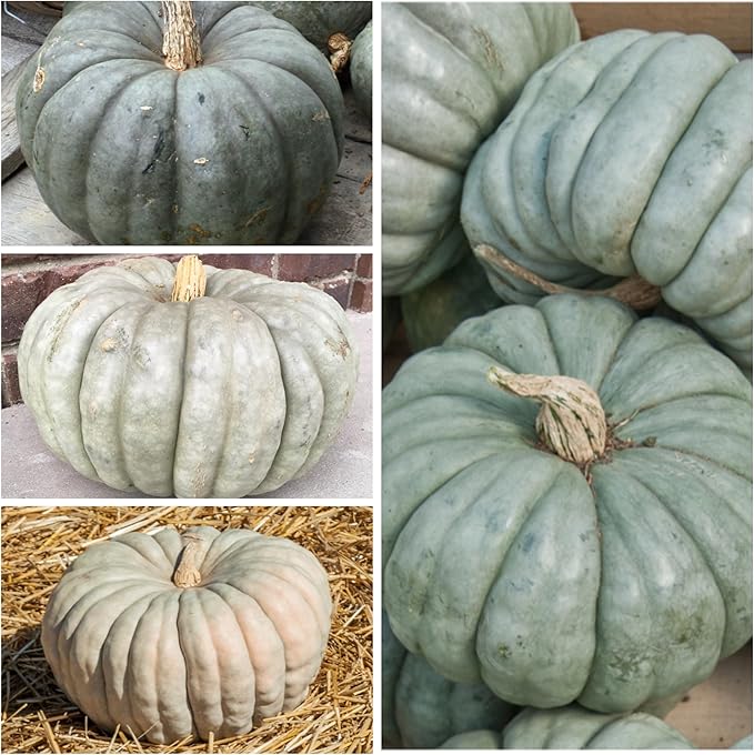 Seed Needs, Blue Jarrahdale Pumpkin Seeds - 20 Heirloom Seeds for Planting Cucurbita maxima - Non-GMO & Untreated - Tasty Decorative Pumpkin for Halloween & Fall (5 Packs)