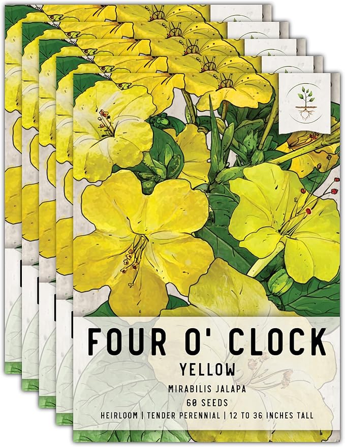 Seed Needs, Yellow Four O' Clock Seeds - 60 Heirloom Seeds for Planting Mirabilis Jalapa - Tender Perennial Flowers to Attract Butterflies, Hummingbirds & Other Pollinators (5 Packs)