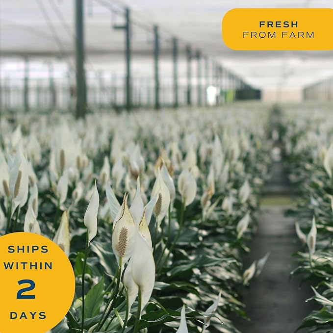 Costa Farms Peace Lily, Live Indoor Plant with Flowers, Easy to Grow Houseplant in Decorative Pot, Potting Soil, 1 Foot Tall| Valentines Day Gift | Valentines Day Decoration