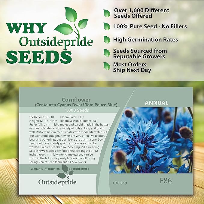 Outsidepride 1000 Seeds Blue Cornflower Bachelor's Button Dwarf Garden Flower Seeds for Planting