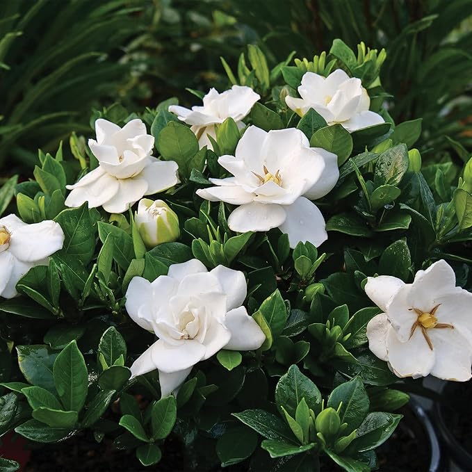 3 Gallon Gardenia Frostproof Shrub