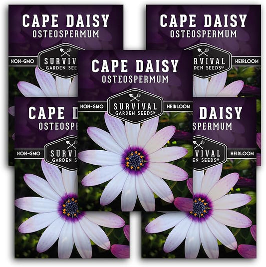 5 Packs Cape Daisy Seed for Planting - Packet with Instructions to Grow Beautiful White & Purple Osteospermum in Your Home Flower Garden - Non-GMO Heirloom Variety - Survival Garden Seeds