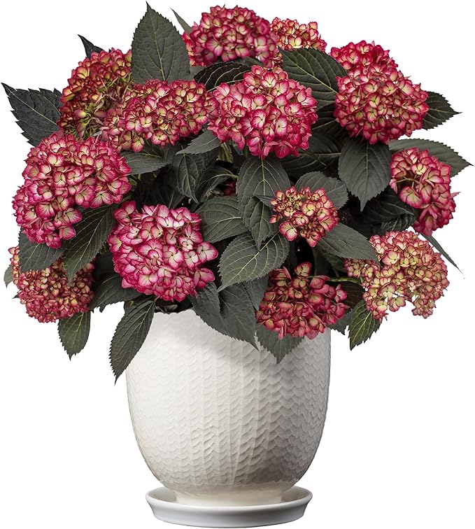 2 Gallon FIRST EDITIONS Eclipse Hydrangea Shrub