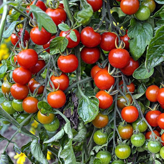 Bonnie Plants 202188 Super Sweet 100 Cherry Tomato, Red