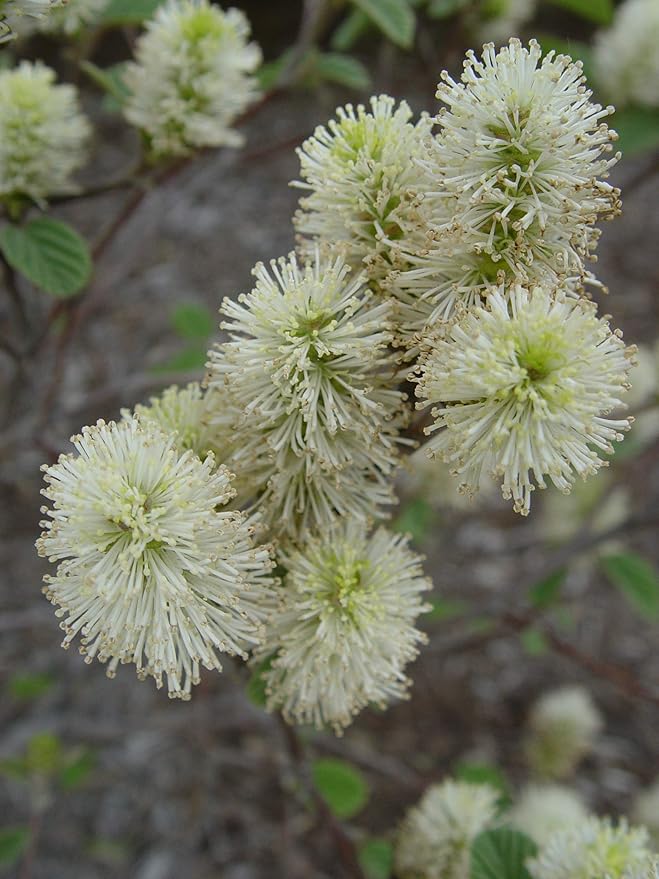 Fothergilla major 'Mt. Airy' (Fothergilla) Shrub, white flowers, #3 - Size Container