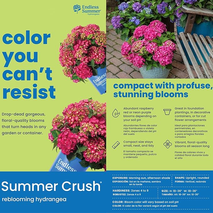 2 Gal. Summer Crush Hydrangea Shrub