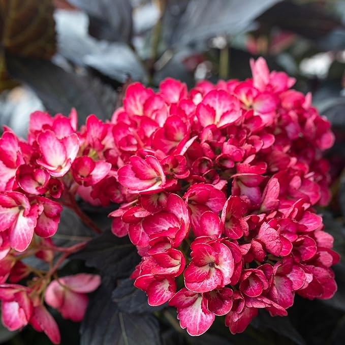 2 Gallon FIRST EDITIONS Eclipse Hydrangea Shrub