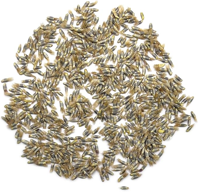 The Old Farmer's Almanac Bachelors Buttons Seeds - Approx 500 Flower Seeds - Non-GMO, Premium, Open Pollinated