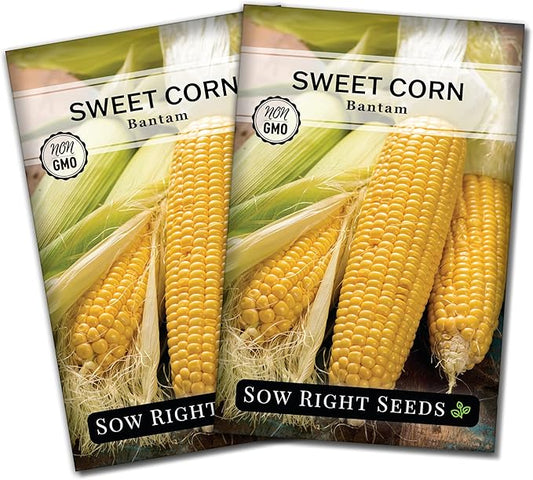 Sow Right Seeds - Bantam Sweet Corn Seed for Planting - Non-GMO Heirloom Packet with Instructions to Plant a Home Vegetable Garden - Grow Sweet Yellow Corn on The Cob - Tall Variety (2)