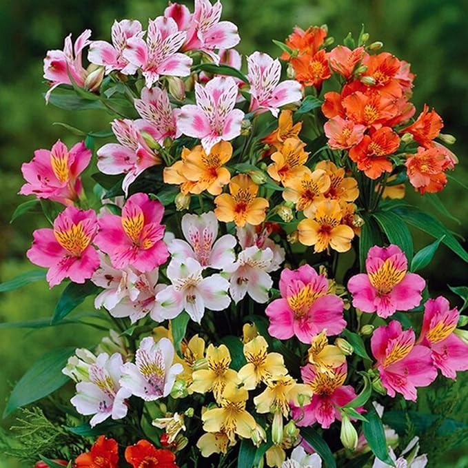 CHUXAY GARDEN Mix Peruvian Llily Seed 20 Seeds Alstroemeria Flower Ornamental Flowering Plant Showy Display Adding a Decorative Appeal
