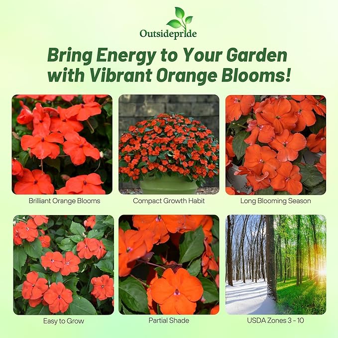 Outsidepride 25 Seeds Orange Impatiens Garden Flower Seeds for Planting