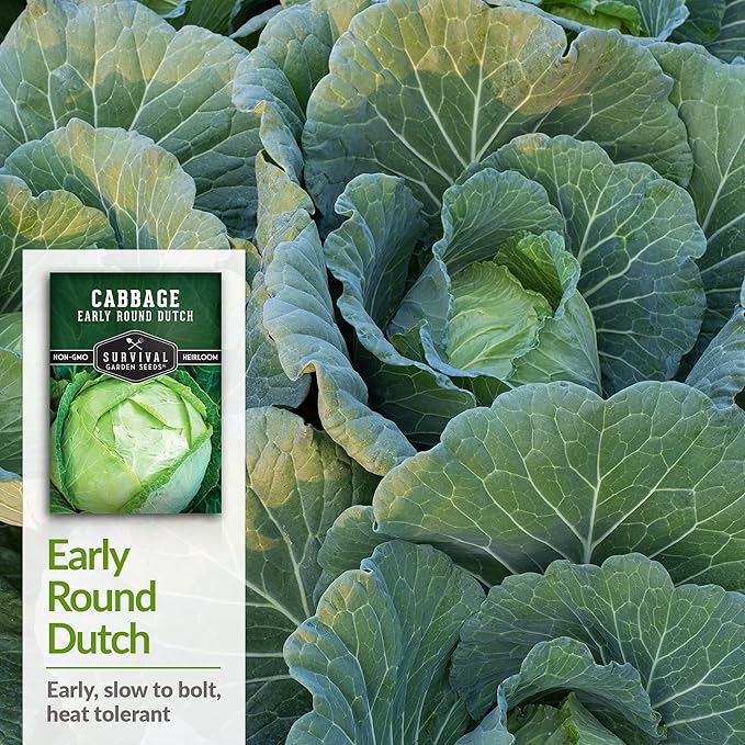 Survival Garden Seeds - Early Round Dutch Cabbage Seed for Planting - Packet with Instructions to Plant and Grow Green Cabbages in Your Home Vegetable Garden - Non-GMO Heirloom Variety