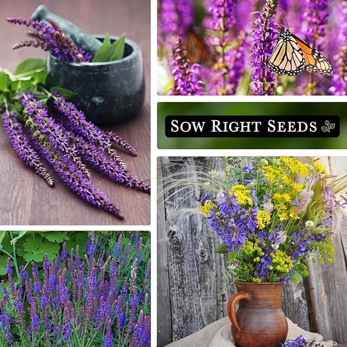 Sow Right Seeds - Blue Sage Wildflower Seed to Plant - Non-GMO Heirloom Seeds - Full Instructions for Planting and Growing Mealycup Sage or Salvia farinacea - Indoors or Outdoor - Gardening Gift (1)
