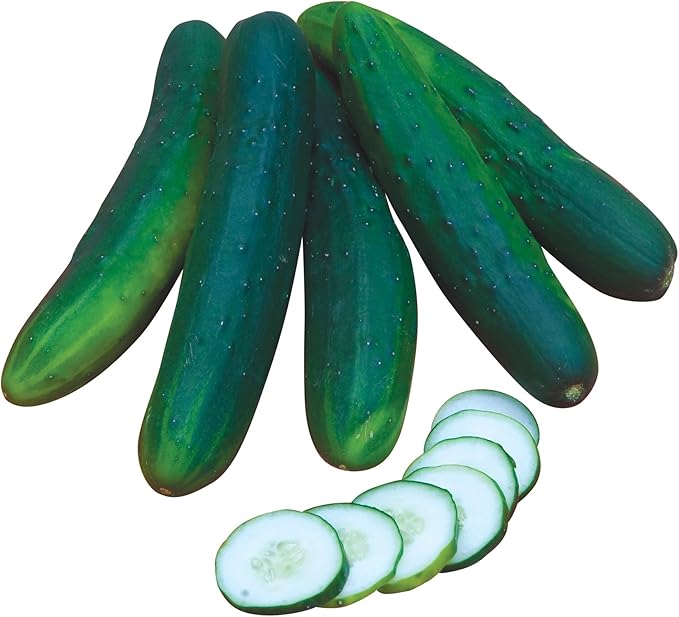 Burpee Sweet Burpless Slicing Cucumber Seeds 70 seeds