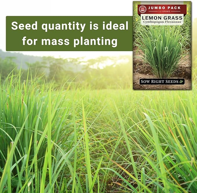 Sow Right Seeds - Lemon Grass Seed for Planting - 1600 Seeds, 1.2 Grams, Non-GMO Heirloom Bulk Jumbo Pack with Instructions to Plant and Grow an Herb Garden - Grow Loads of This Culinary Herb