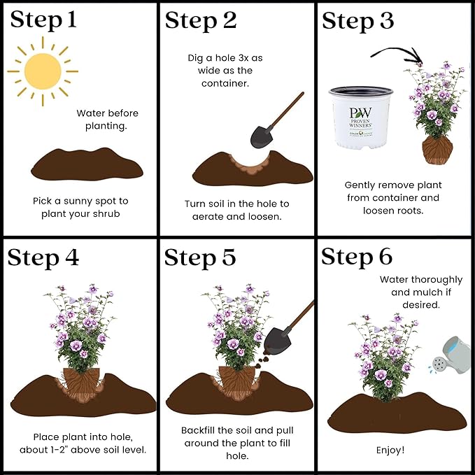 2 Gallon Proven Winners Hibiscus Purple Pillar Shrub