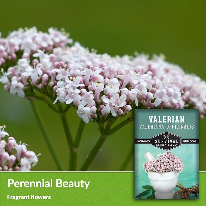 Valerian Seeds for Planting - 5 Packets with Instructions to Plant and Grow Medicinal Herb Valeriana Officinalis in Your Home Herb Garden - Non-GMO Heirloom Variety - Survival Garden Seeds