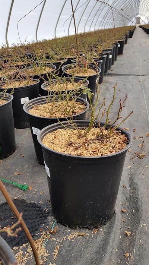 Green Promise Farms Rosa Carpet (Ground Cover) Rose, 2 Size Container, coral flower