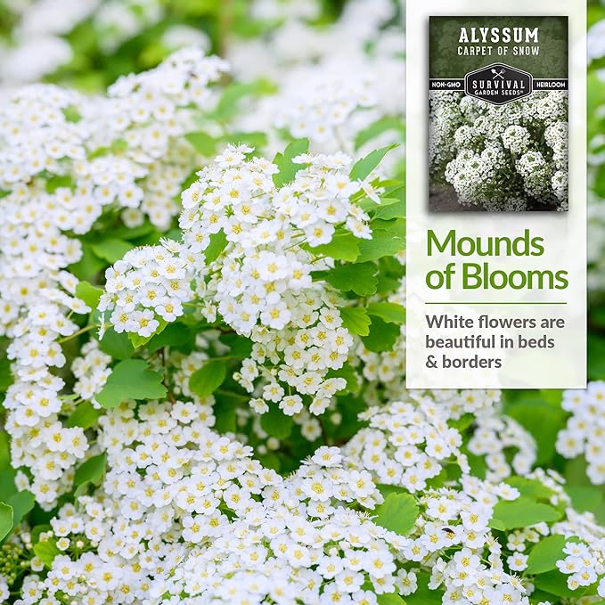 5 Packs Carpet of Snow Alyssum Seed for Planting with Instructions to Grow Lobularia maritima in Your Home Flower or Vegetable Garden - Non-GMO Heirloom - Survival Garden Seeds