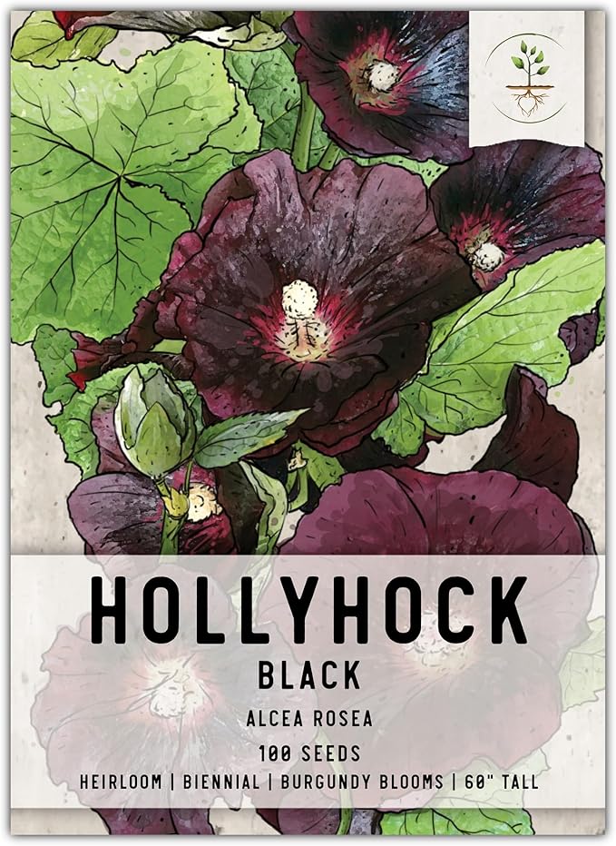 Seed Needs, Black Hollyhock Seeds - 100 Heirloom Seeds for Planting Alcea rosea - Great for Gothic Gardens, Open Pollinated Biennial That Attracts Pollinators (1 Pack)
